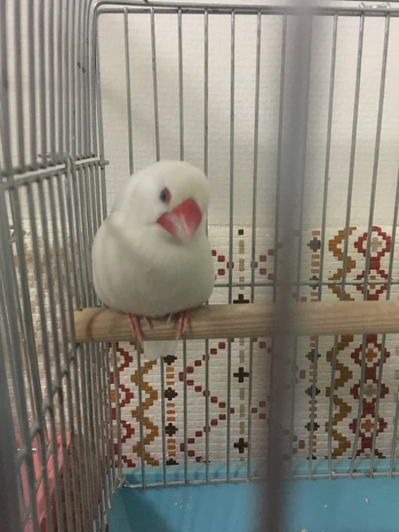 グルメ | 文鳥 | 高品質で安いネイルサロンABCネイル 池袋店