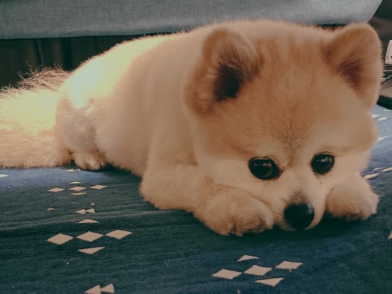 ペット | 愛犬 | 高品質で安いネイルサロンABCネイル　吉祥寺店