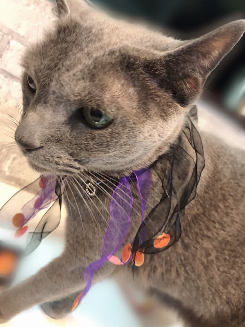 ペット | 猫 | 高品質で安いネイルサロンABCネイル　北千住店